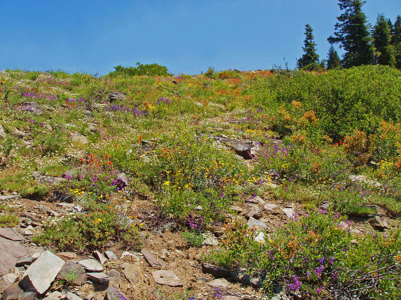 Flowers of many colors on Marble Mountain Rim.