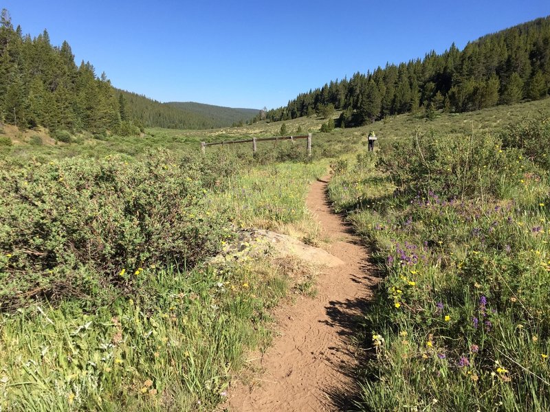 The second half of CT Segment 4 follows Long Gulch to its end; marshy in the center with occasional flowing water and streams flowing in from the side.