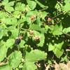 Sweet treats along the way, wild blackberries!