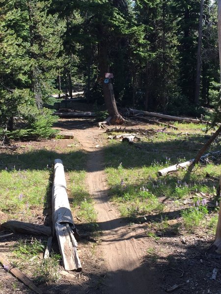 Intersection of Flagline Tie and Flagline Trail.