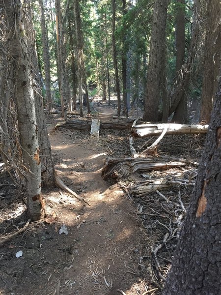 A little bike stunt along the Flagline Trail.