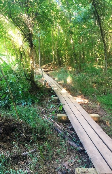 Raised trail through the low country