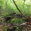 Clear waters on Rocky Creek