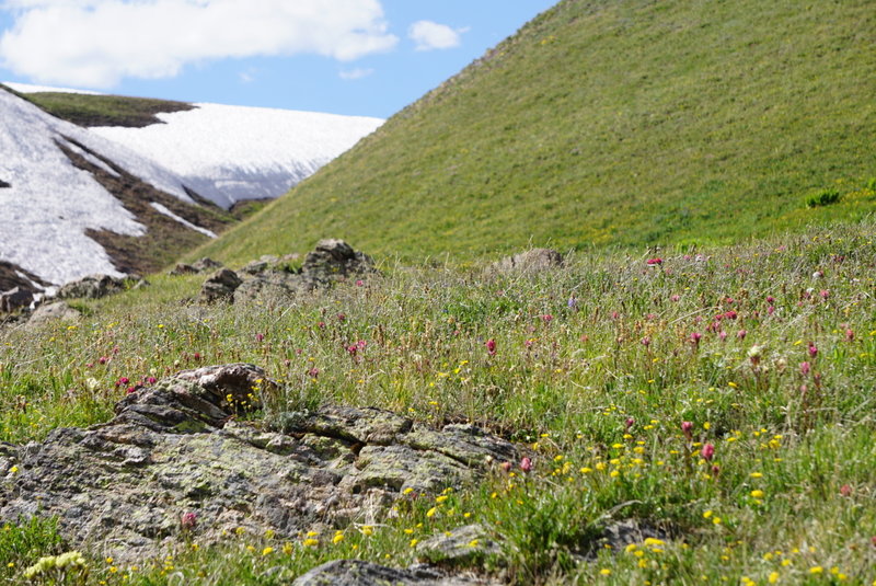 Wildflowers add wonderful color to the sea of green grass.