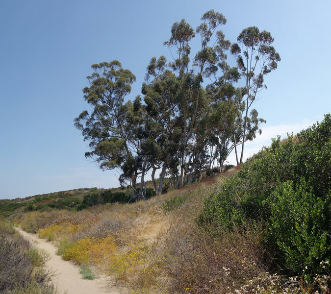 Eucylaptus grove in Shaw Valley where hawks like to nest