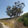 Eucylaptus grove in Shaw Valley where hawks like to nest