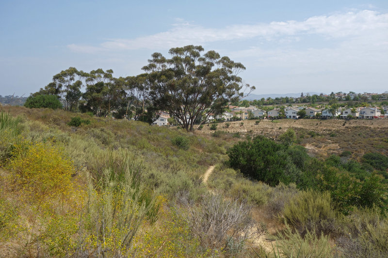 Eucalyptus trees line the drop to Little Shaw Valley