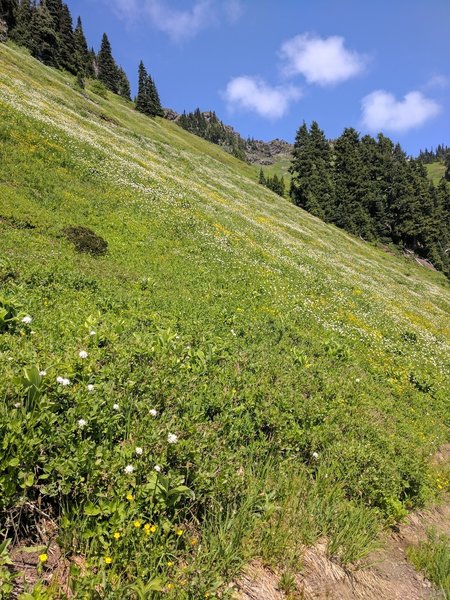 Wildflowers from the meadow