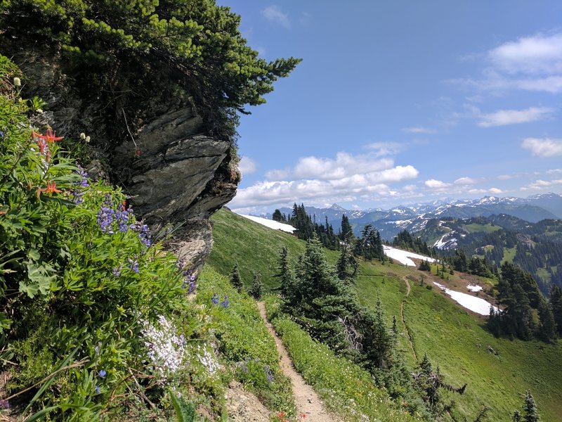 Wildflowers (and plenty of bugs)