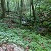 Spring-fed stream on Mountain View Trail