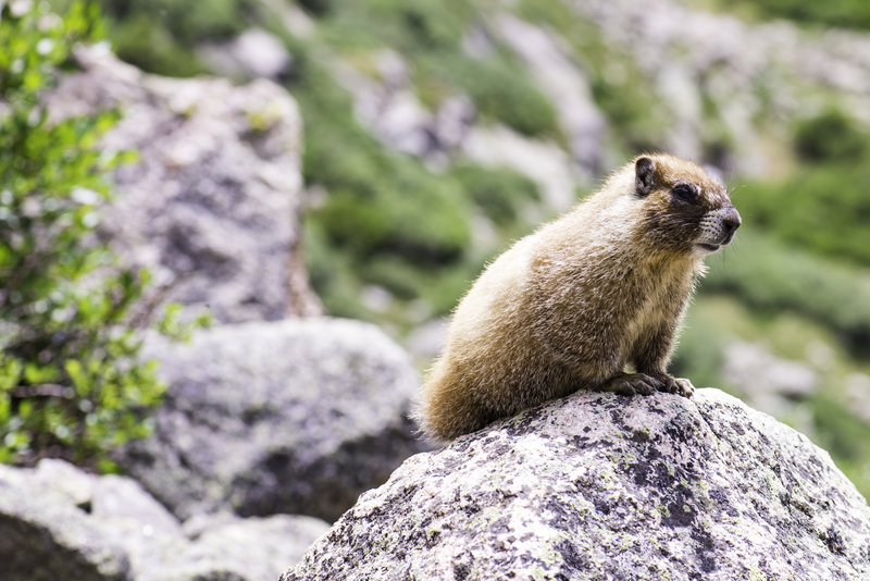 A marmot hanging out