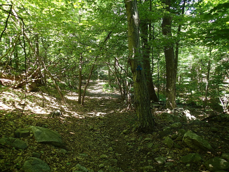 Start of Dozer Junction Trail