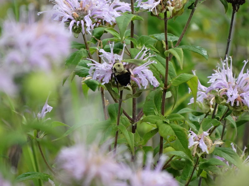 Bumblebees on Milkweed in open field