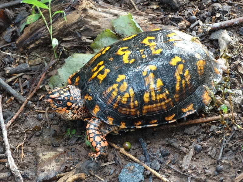 Box turtle on wooded trail