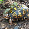 Box turtle on wooded trail