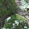 Beautiful! Moss covered tree base and rock