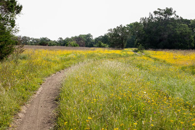 Lots of wildflowers on this trail in the spring.