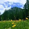 Heading onto the Cabin Cr. trail off of the Big Elk Cr. trail are fields of flowers in early summer.