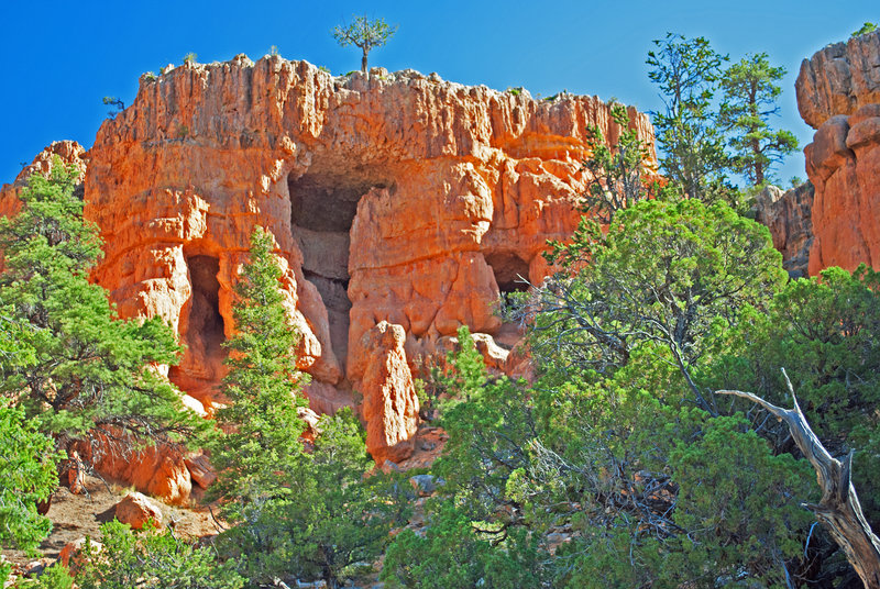 Several huge alcoves off of the Pink Ledges Trail. Trails of use go up to them