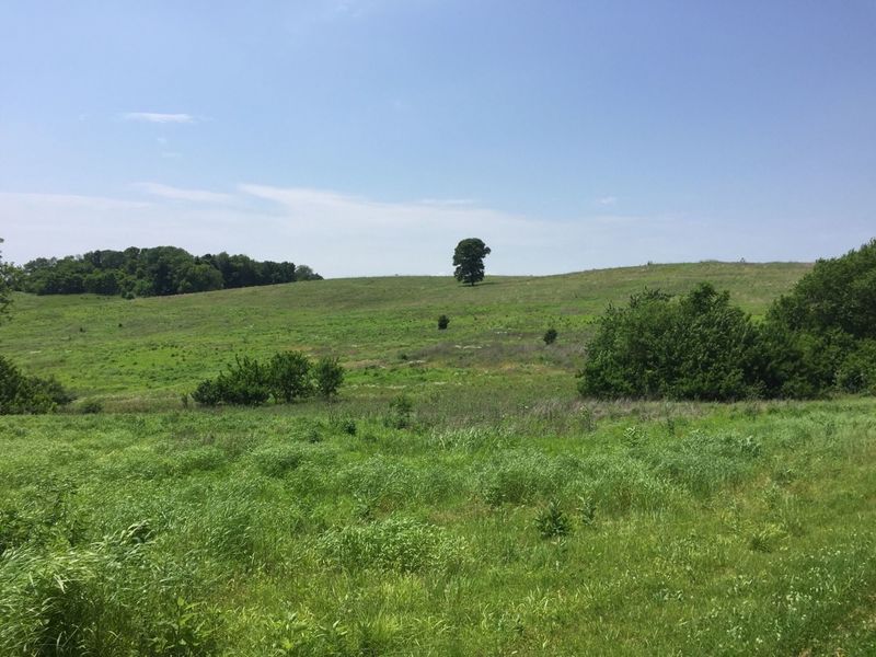 A beautiful open field on the tanyard trail.