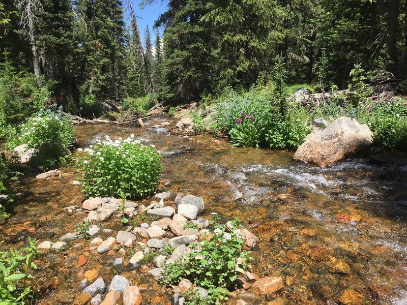 Jim Creek and wildflowers