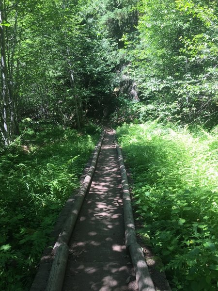 One of multiple Trail bridges