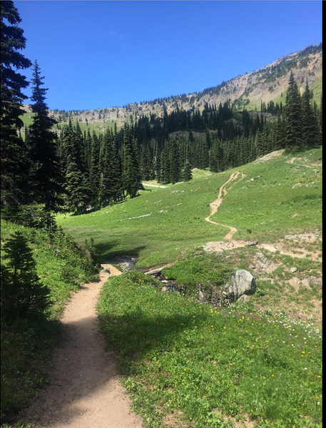 Soft sandy singletrack through meadows.