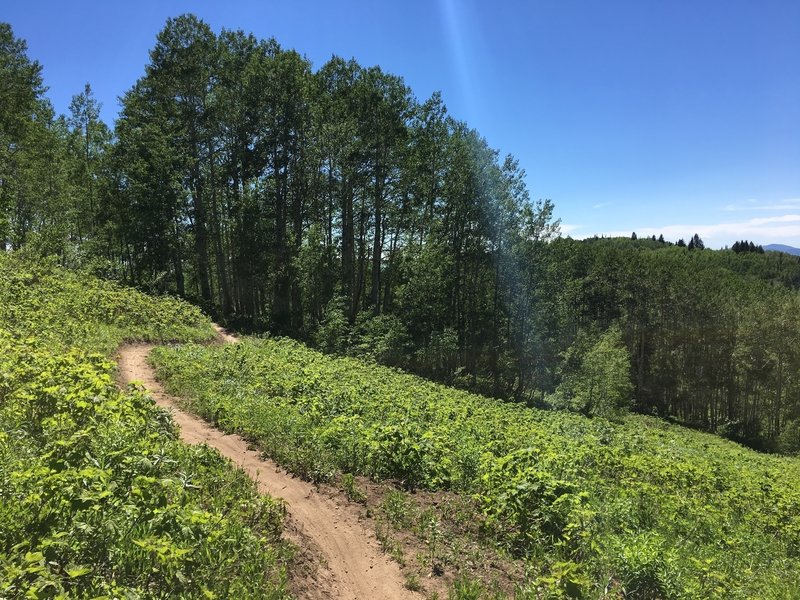 Looking back from an open vista into the aspens.