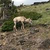 A raggedy looking Bighorn Sheep sheds its thick winter coat.