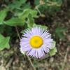 Tufted Fleabane growing atop Chautauqua ridge.