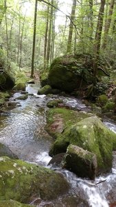 Falls Creek just off the trail.