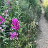 Wildflowers growing along the trail