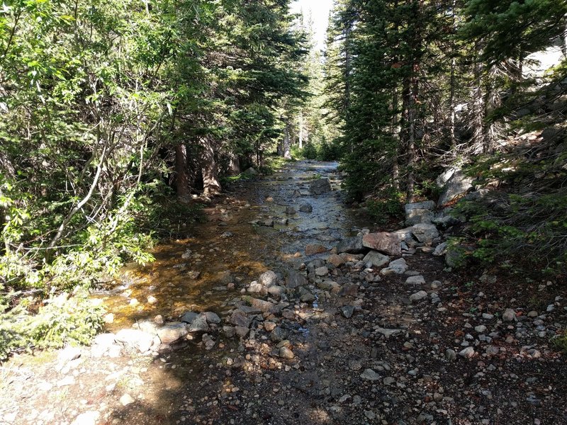 Sometimes nature reclaims the trail.