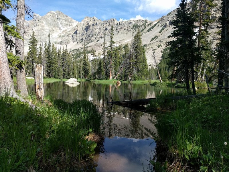 A nice pond that looks like it's been made recently bigger by debris daming.