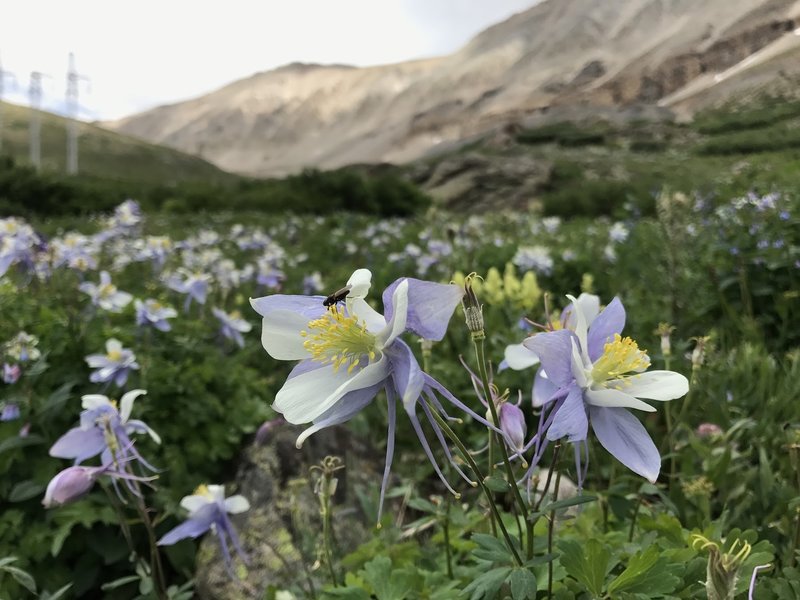 Aquilegia coeurlea (Colorado Blue Columbine) dot the basin of Iowa Gulch in mid July.