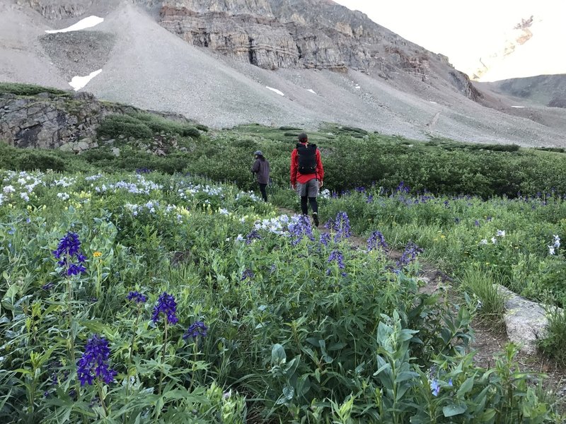 Early morning wildflowers near the start of the Iowa Gulch Trail.