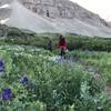 Early morning wildflowers near the start of the Iowa Gulch Trail.