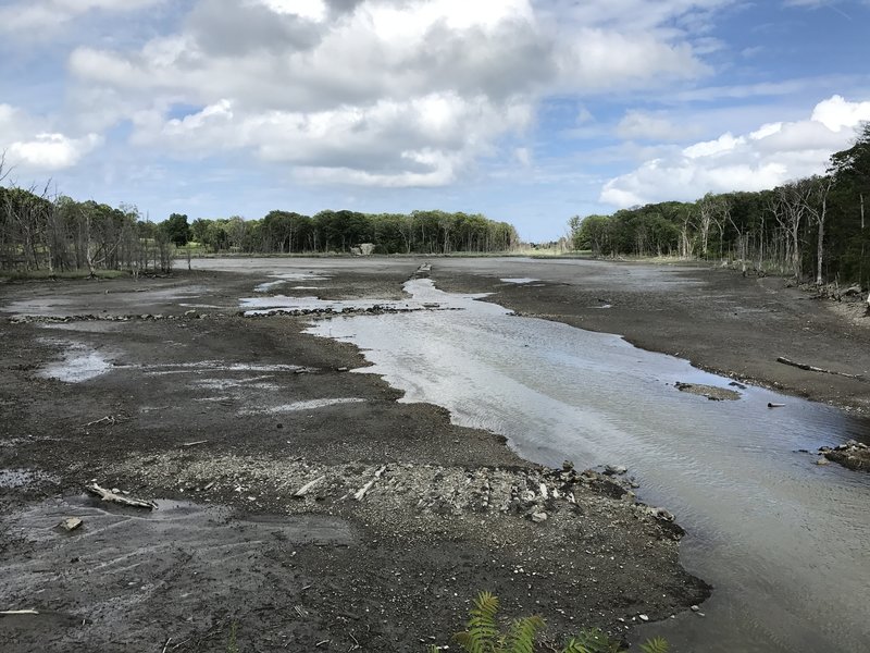 Damde Meadow tidal marsh at low tide