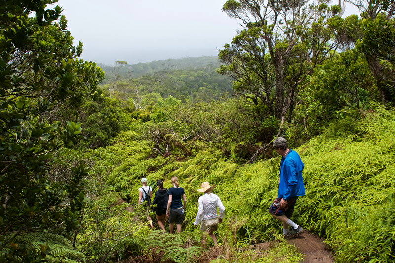 Occasional boardwalks and steps provide a more solid point from which to enjoy the forest.