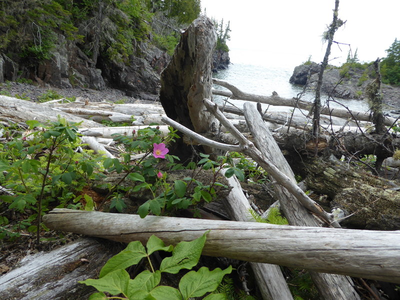 Rose peeking through driftwood on the northern shore of Mott Island.