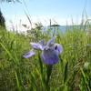 Northern blue flag iris on the Stoll Memorial Trail.