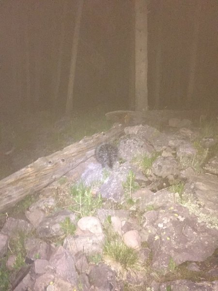 A porcupine lumbering around near the trail