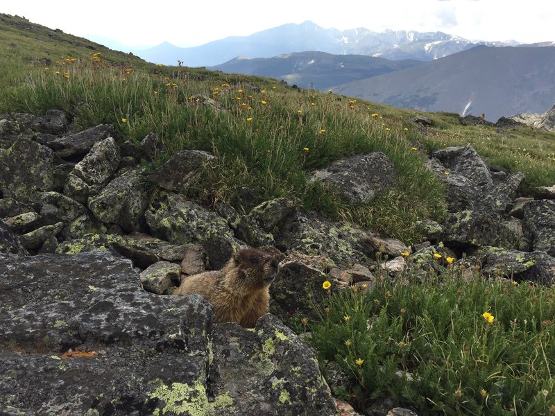 One of many marmots along the Chapin Pass Trail