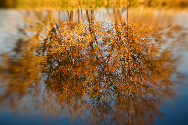 The changing of the leaves reflects on the still waters of the millpond.