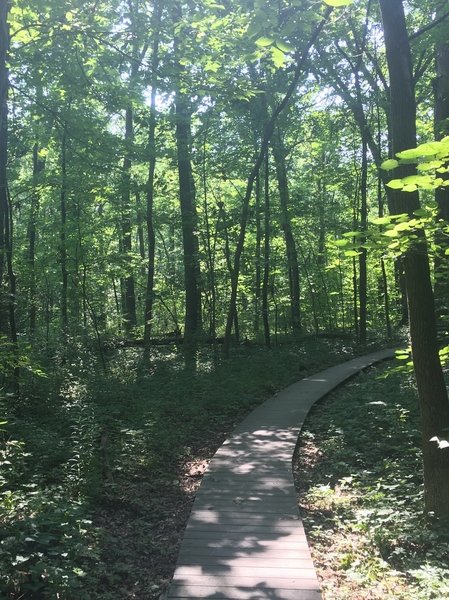 Pumpkin Ash and Swamp Forest Boardwalk