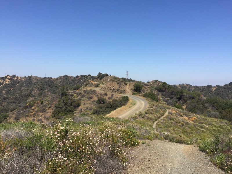 Looking up along Sullivan Fire Road.