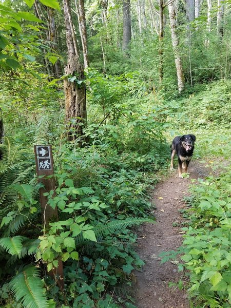 The trail is well signed and is dog friendly