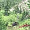 Moose in Cascade Canyon!