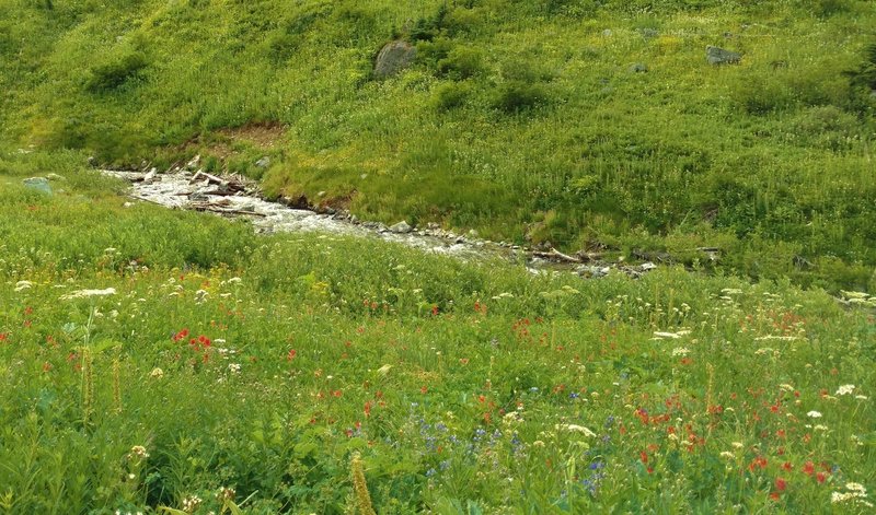 Fisher Creek in the sub-alpine meadows of Fisher Creek Basin