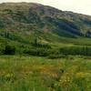 Fisher Creek Trail is thigh deep in wildflowers in this sub-alpine meadow